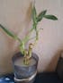 Lucky Bamboo Arrangements 3 Stem 4”4”6”