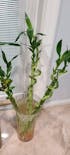 Live Lucky Bamboo 18” Spiral & Straight Combination