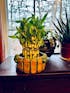 Lucky Bamboo Tower 3 Tier Arrangement