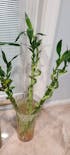 Live Lucky Bamboo 18” Spiral & Straight Combination