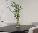 Live Lucky Bamboo 12” Spiral Shape Bamboo Plant