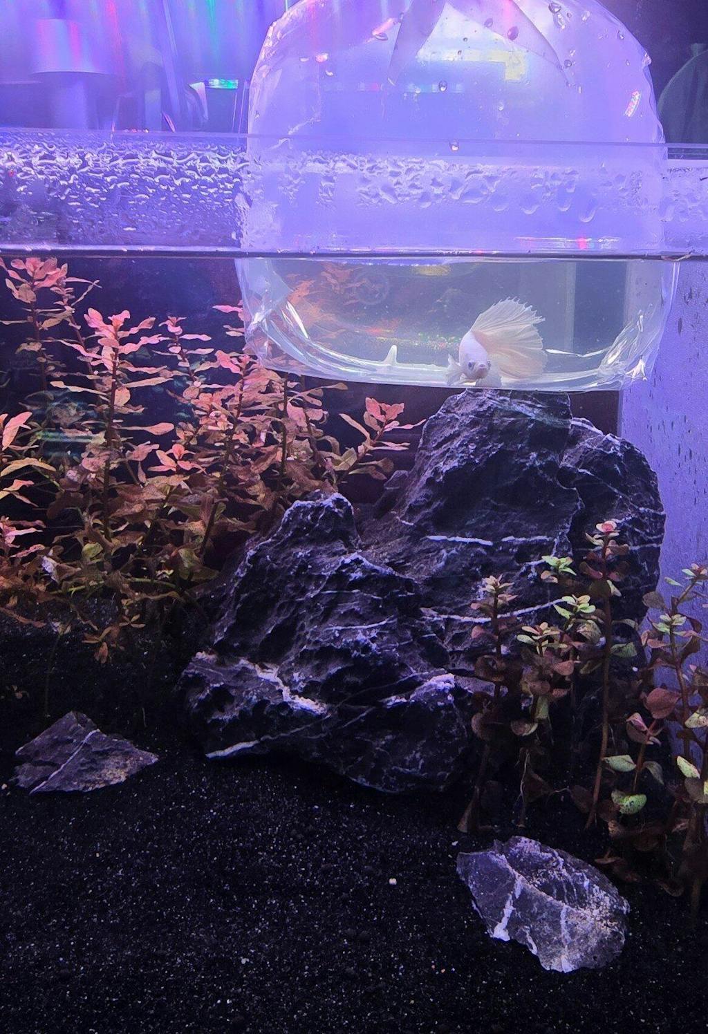 Dumbo Platinum Pearl White Over Halfmoon Live Male Betta Fish