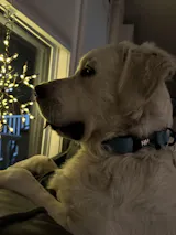 Camper Collar