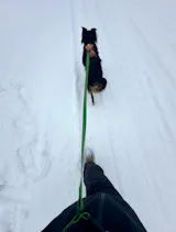 Hands-Free Leash
