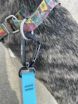 Hands-Free Leash