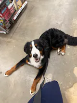 Hands-Free Leash