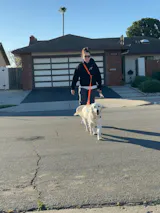 Hands-Free Leash