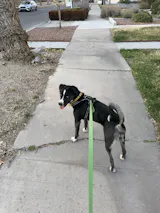 Hands-Free Leash