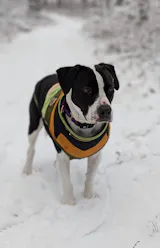 Hands-Free Leash