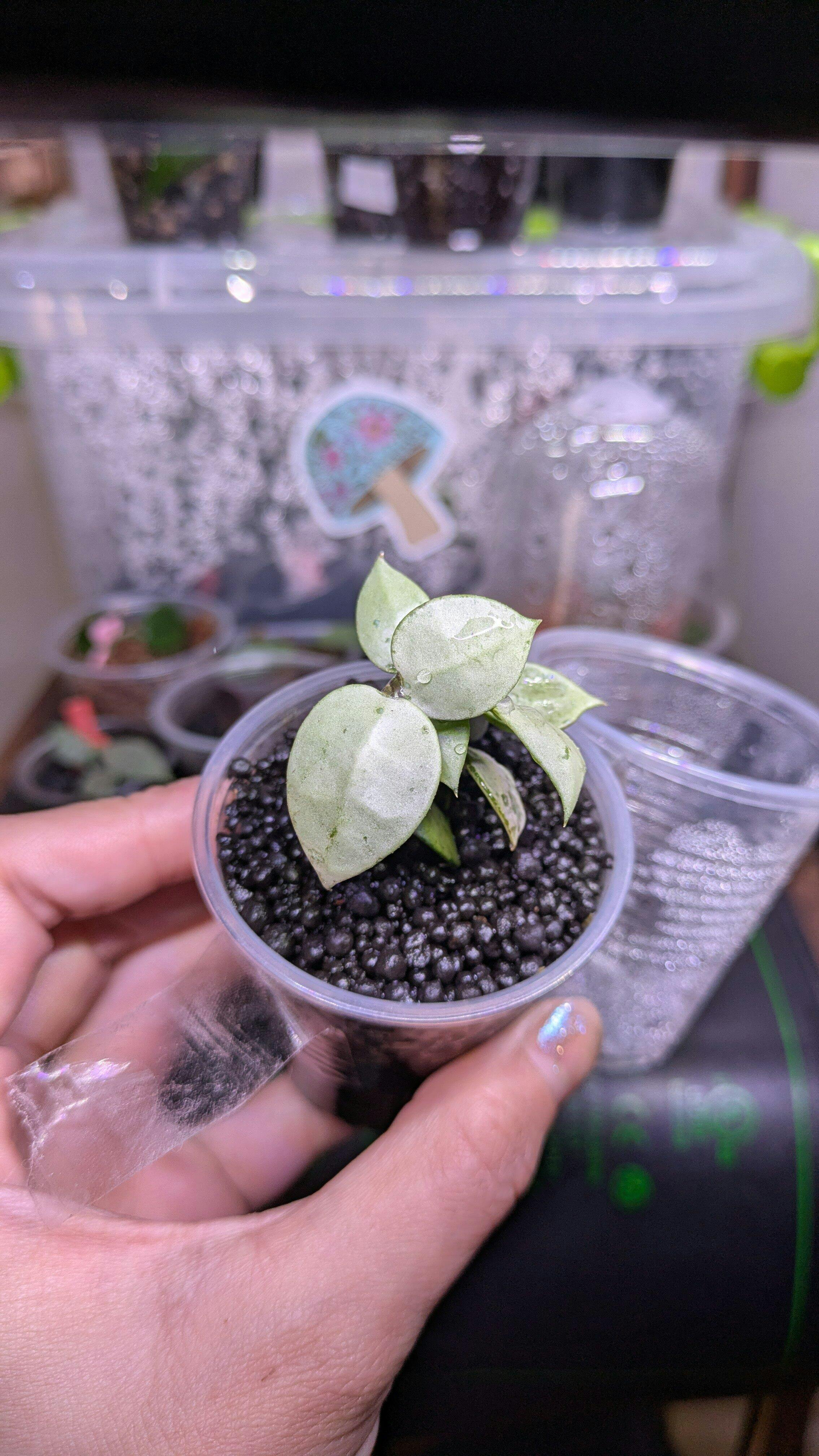 Hoya lacunosa 'Full Moon' – Hoya Cuttings