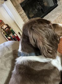 Sport Style Blue Jeans Leather Dog Collar