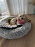 Hibiscus haze Adjustable Harness