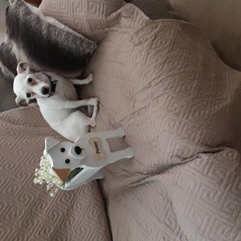 Jack Russell Plantenbak