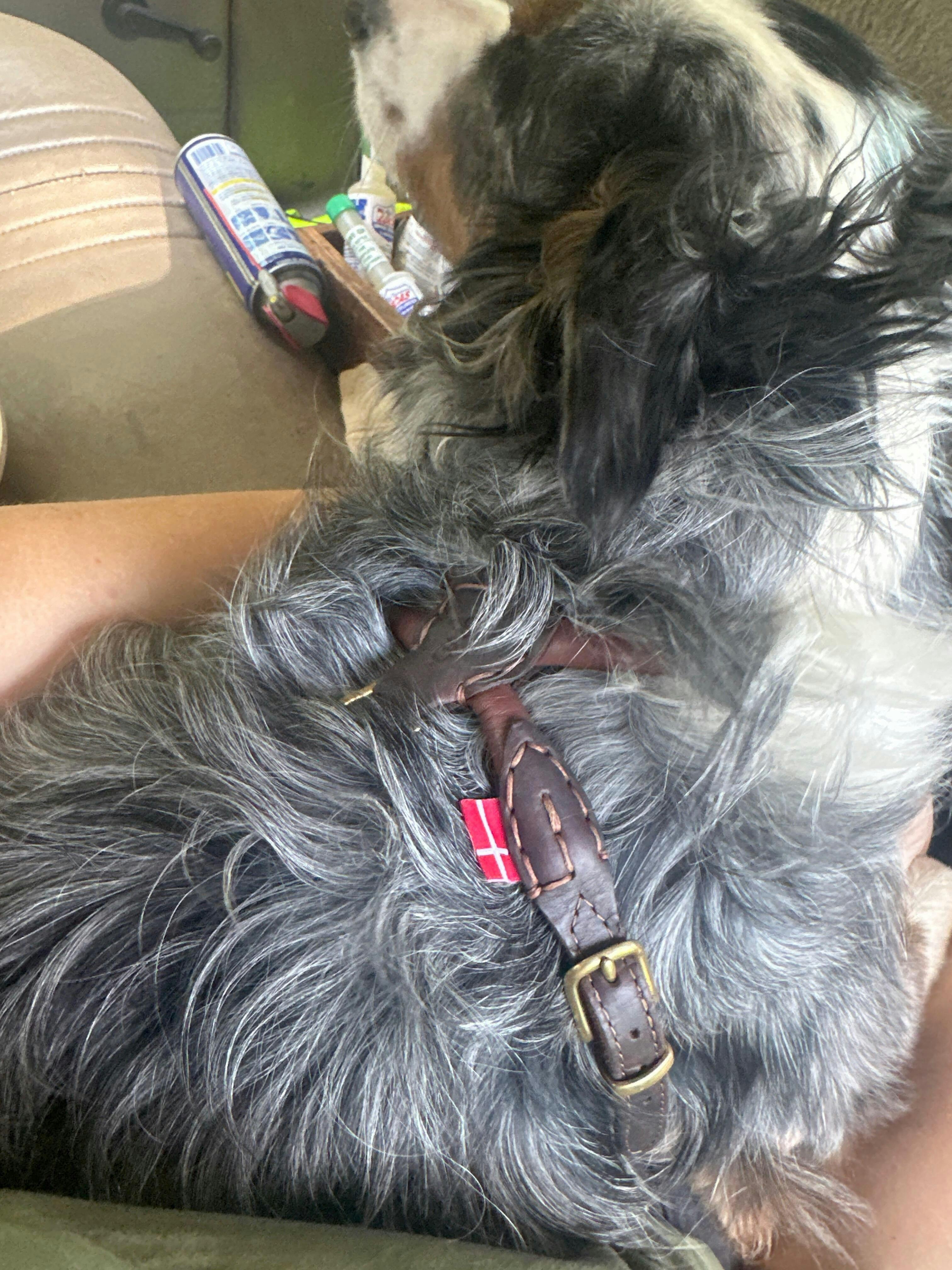 Furball - Coat Protective No Pull Harness | HUND Denmark