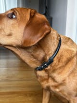 Århus- Italian Leather- Rolled/Round Collar- Robust Design- Dual Toned- Solid Brass or Chrome Hardware