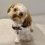 Helsingør- Italian Leather-Rolled/Round- Slender Design- Anti Matting- Dual Toned