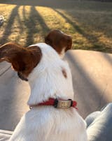 RANDERS- Italian Leather- Rolled/Round  Collar- For Sensitive Dogs, Anti Matting, Solid Color