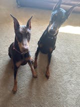 RANDERS- Italian Leather- Rolled/Round  Collar- For Sensitive Dogs, Anti Matting, Solid Color