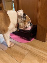 Holstebro Nordic Knot Comfort Collar