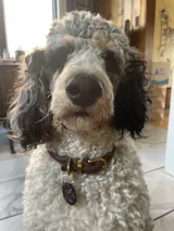 RANDERS- Italian Leather- Rolled/Round  Collar- For Sensitive Dogs, Anti Matting, Solid Color