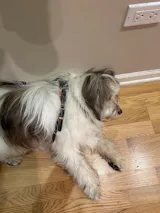 Made to Order - Ålborg- No Pull, Rolled, Protective