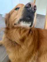 Herning- Italian Leather Cognac (Limited Edition Color) For All Size Dogs- Anti Matting