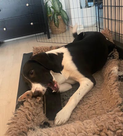 Njord Pet - Nötchips