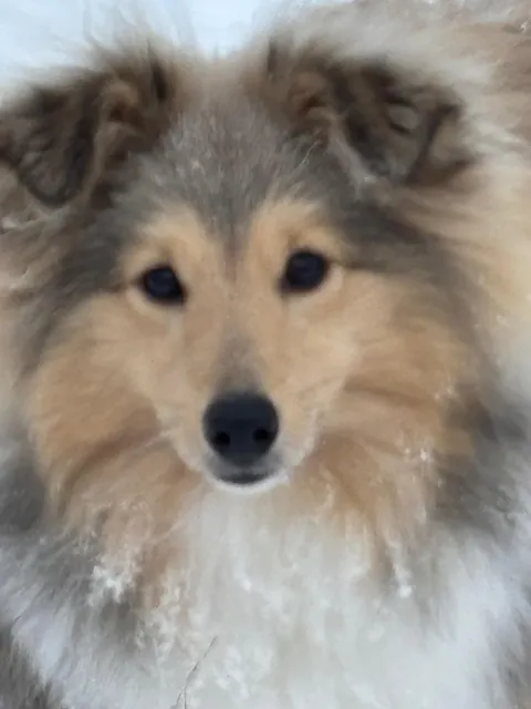 Kerotugg - Nötrulle