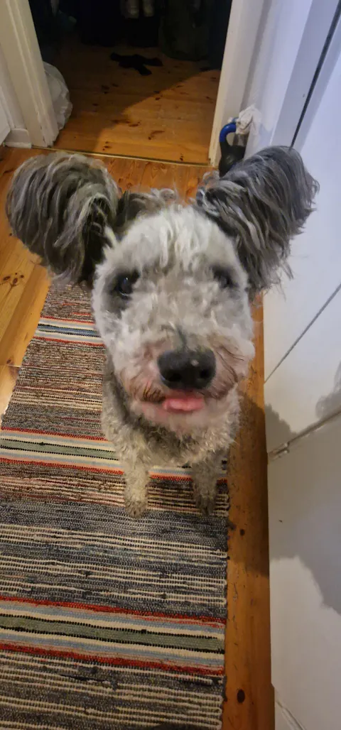 Emmzo - Svenskt oxhjärta tärnad