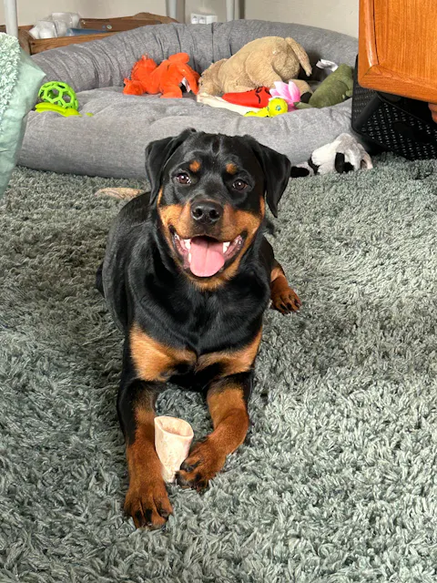 RAUH/Nutriment - Delat hjorthorn