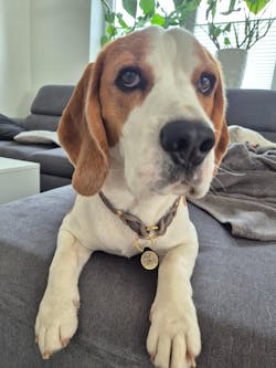 Individuelle Silikon Hundemarke ® | Ø 25mm