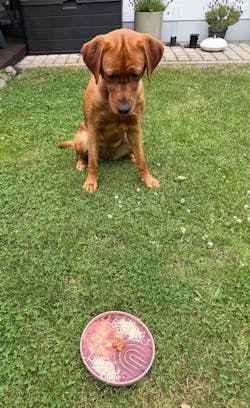 Boho Schleckmatte für Hunde SANDSTONE