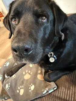 Silikon Hundemarke ® Beige