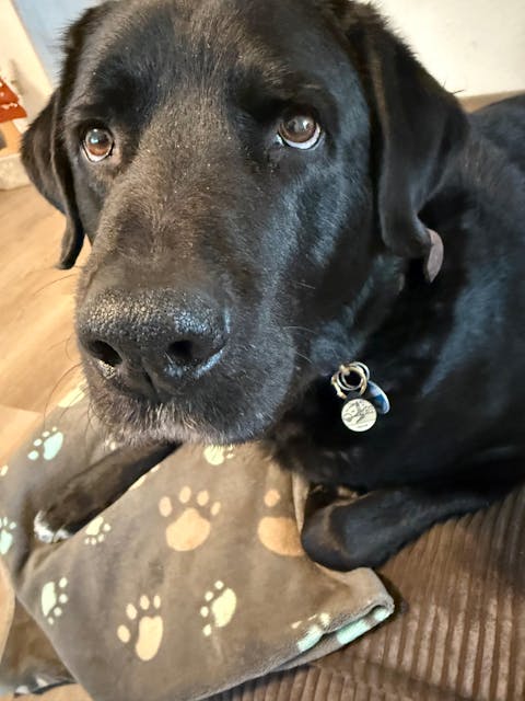 Silikon Hundemarke ® Beige