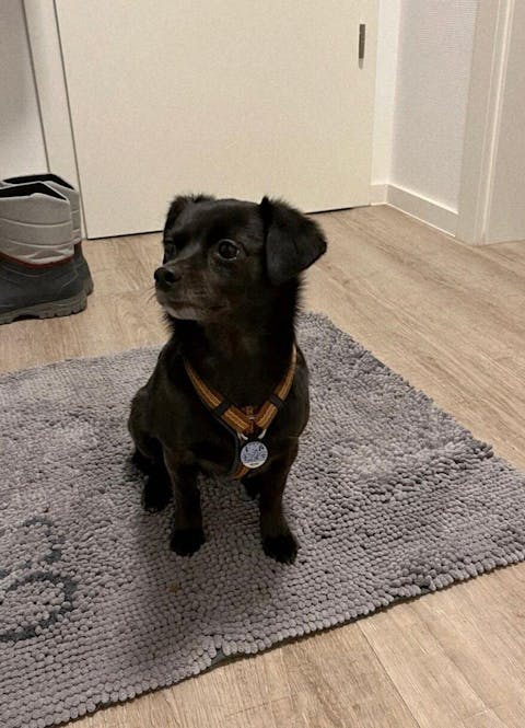 Silikon Hundemarke ® Eisblau