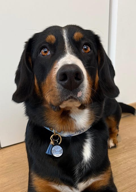 Silikon Hundemarke ® Eisblau