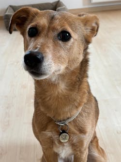 Individuelle Silikon Hundemarke ®