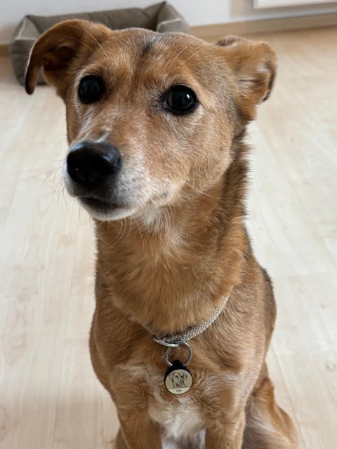 Individuelle Silikon Hundemarke ®