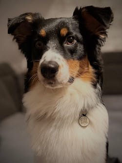 Individuelle Silikon Hundemarke ®