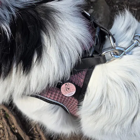 Individuelle Silikon Hundemarke ®