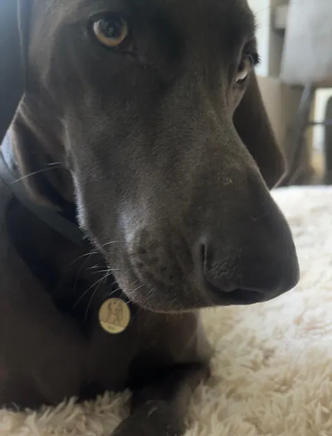 Individuelle Silikon Hundemarke ®