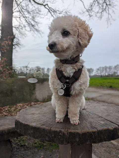 Individuelle Silikon Hundemarke ®