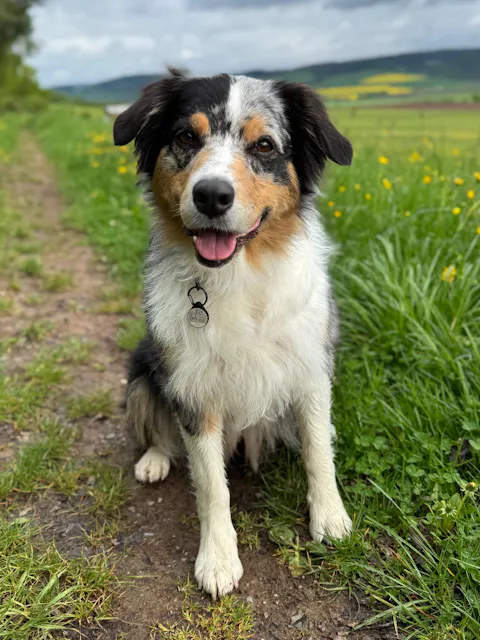 Individuelle Silikon Hundemarke ®