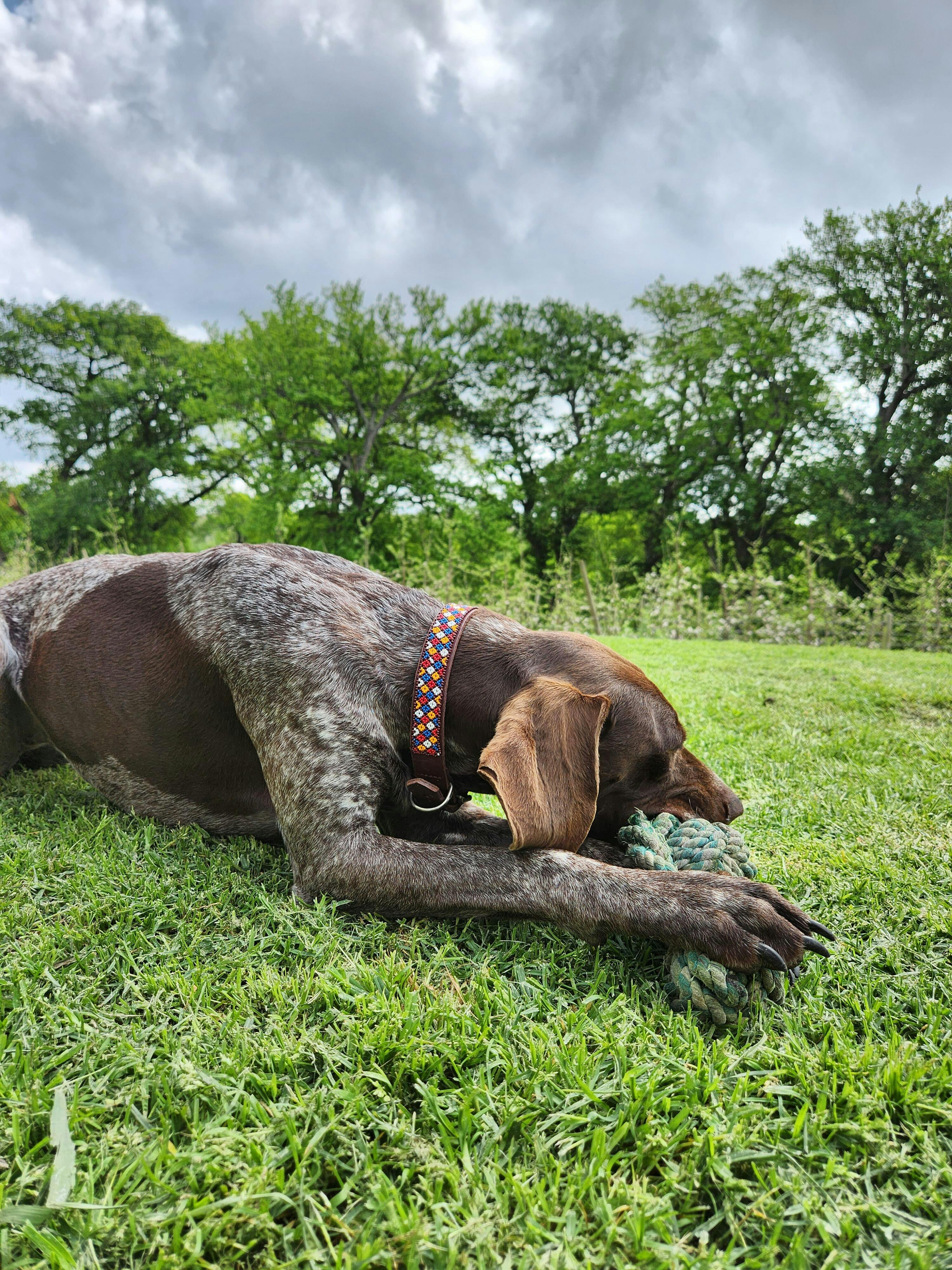 Beaded Dog Collar Daisy Vee – HUNTLEA