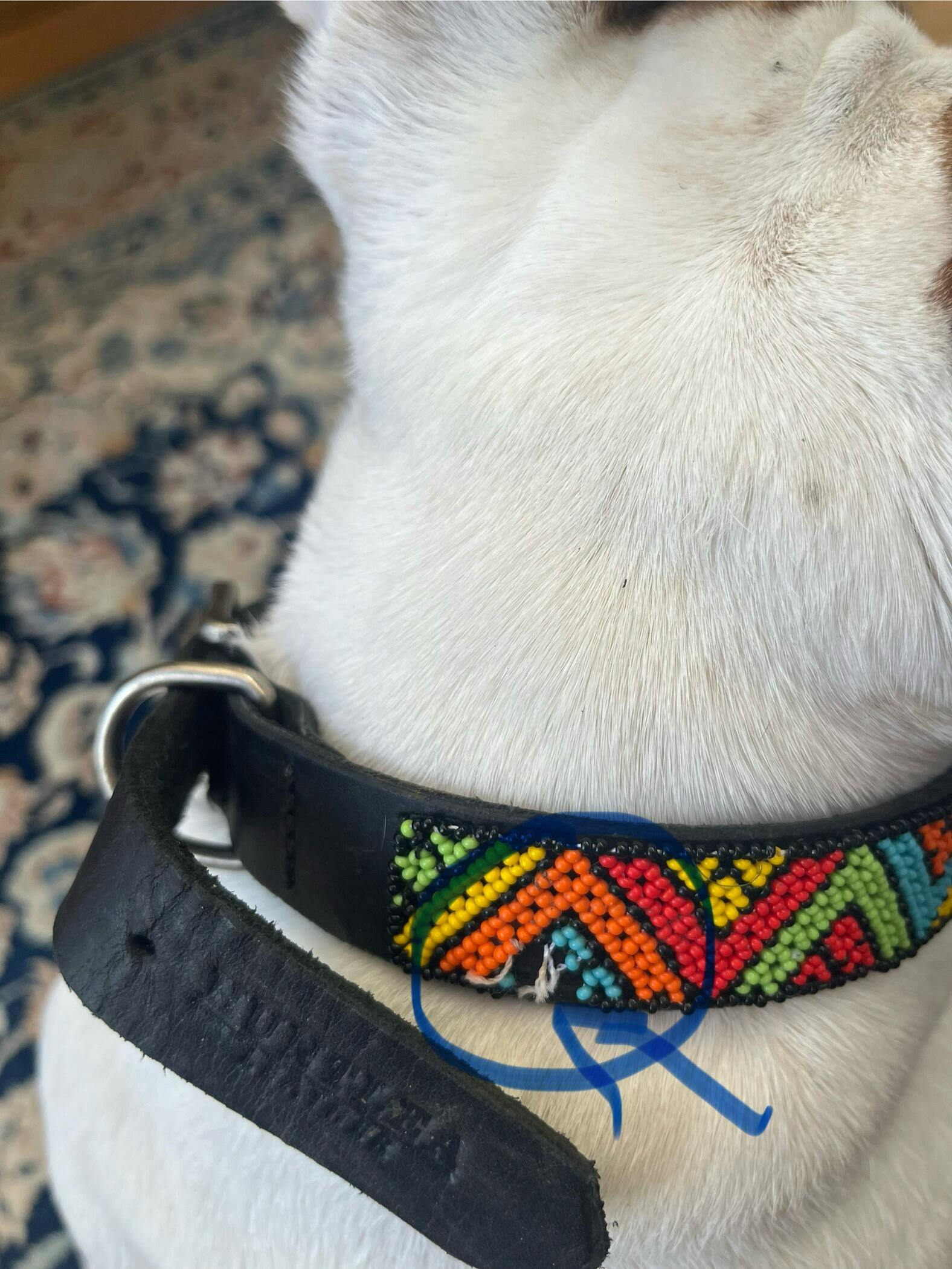 Beaded Dog Collar Daisy Vee HUNTLEA