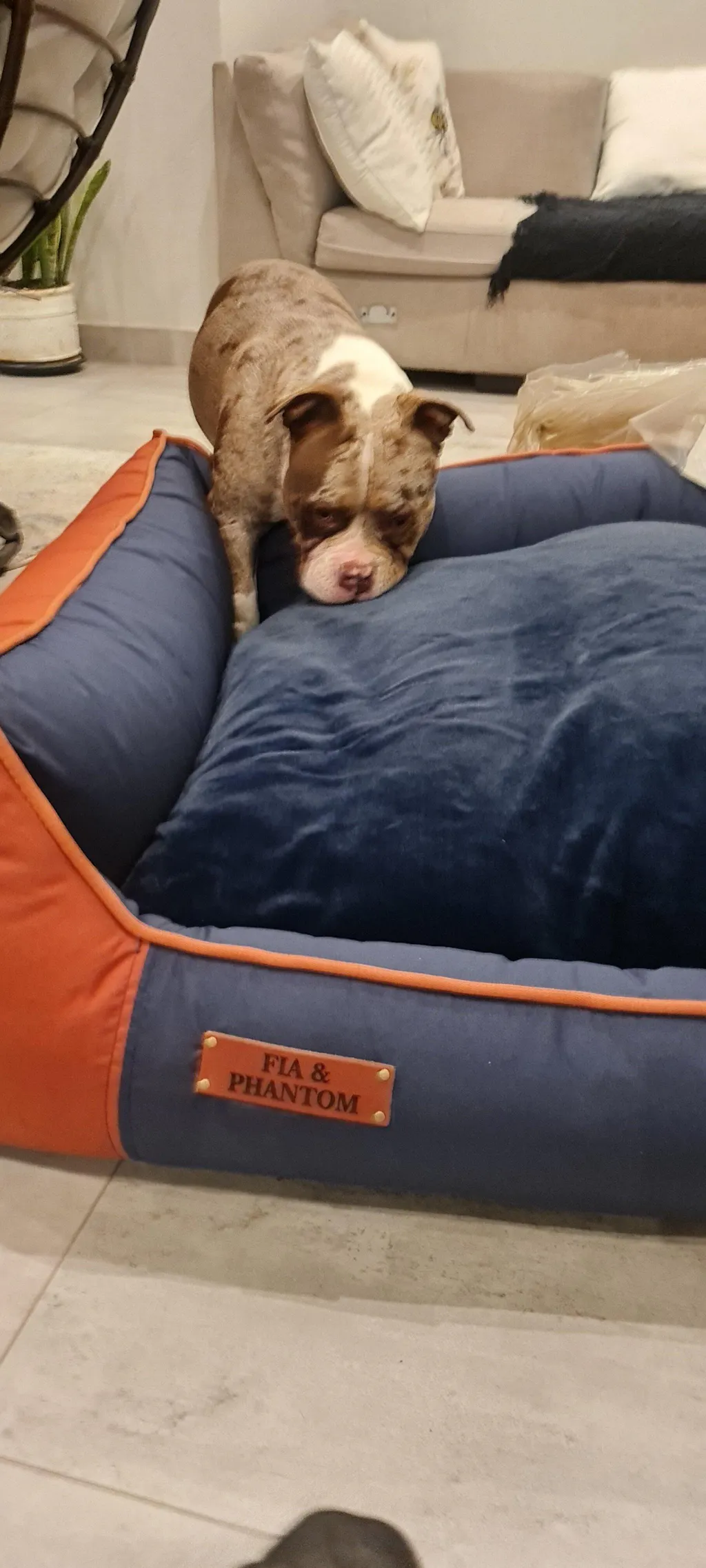 Huntlea All Season Bolster Dog Bed