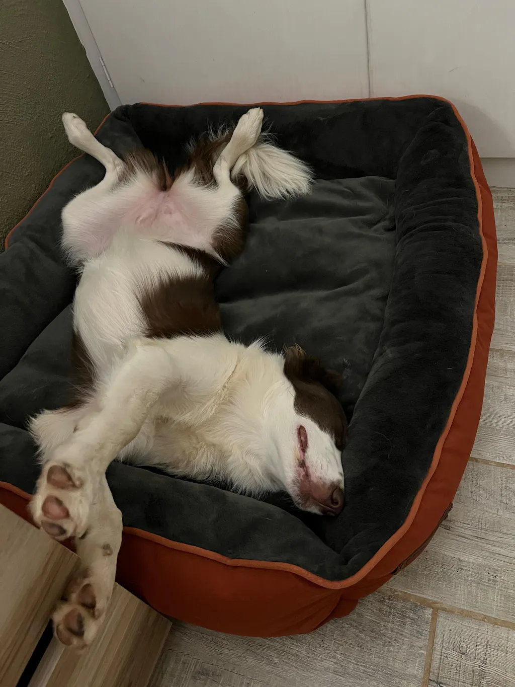 Huntlea Kuddly Bolster Dog Bed