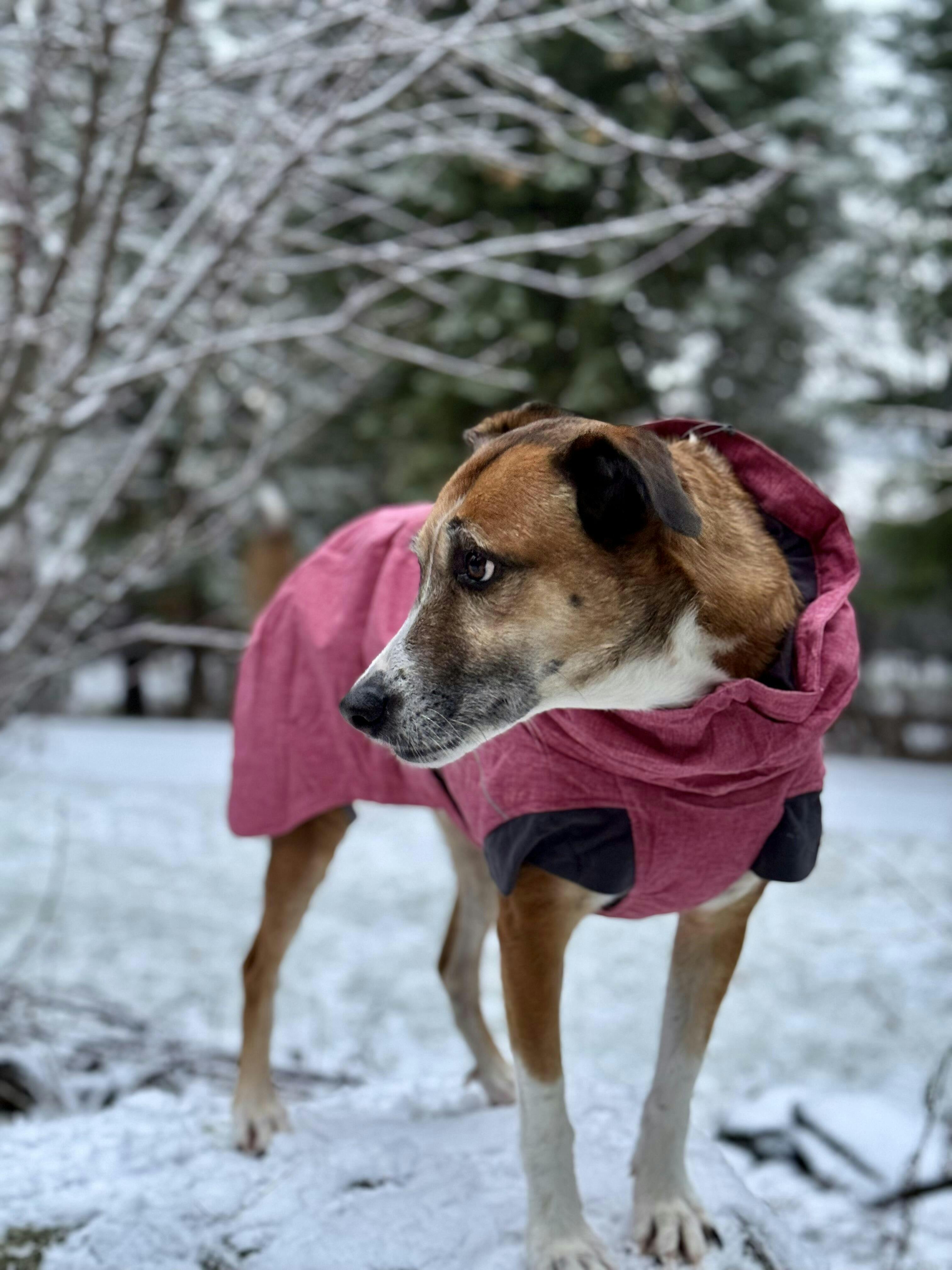 Expedition Parka winter coat for dogs