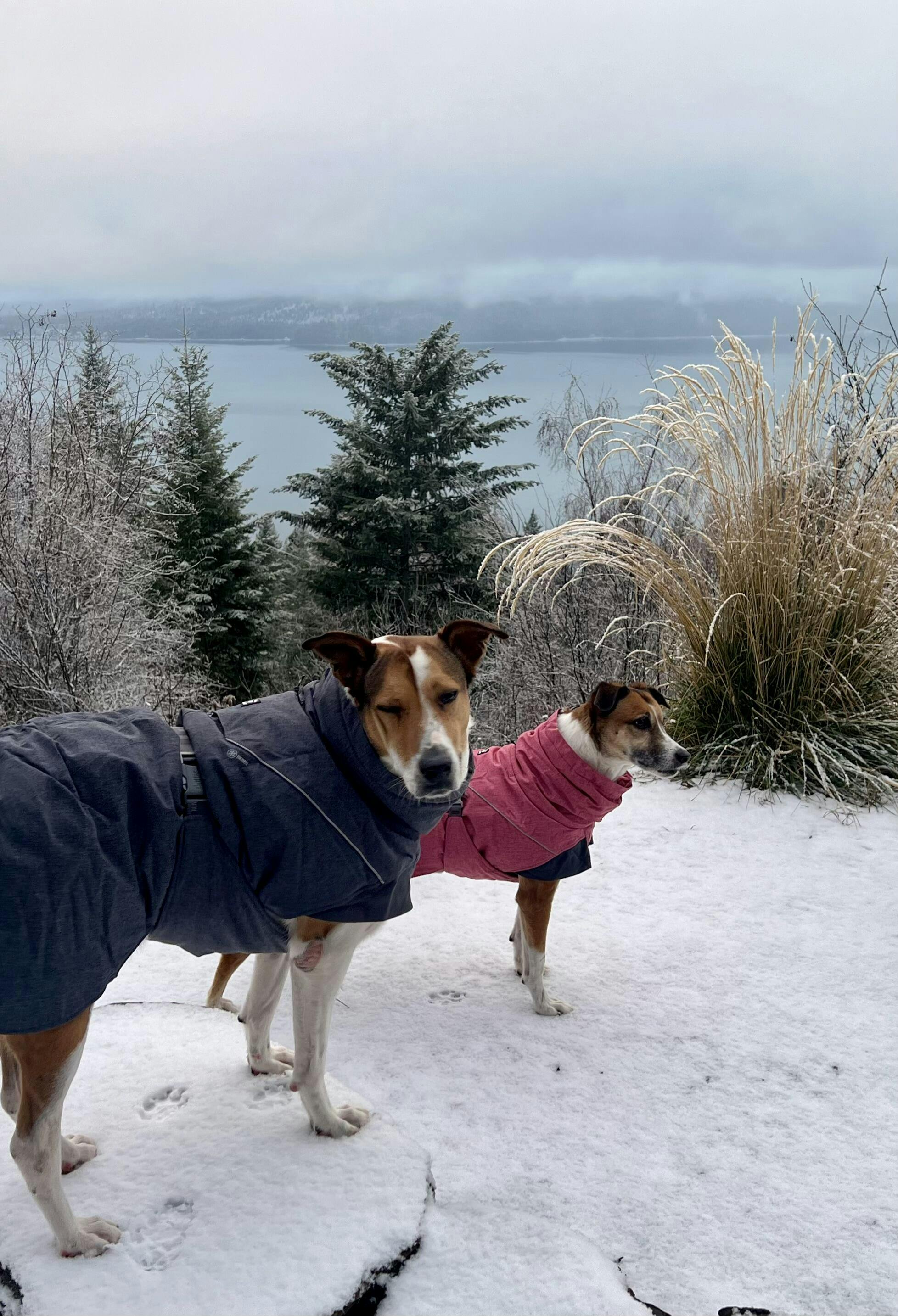 Expedition Parka winter coat for dogs