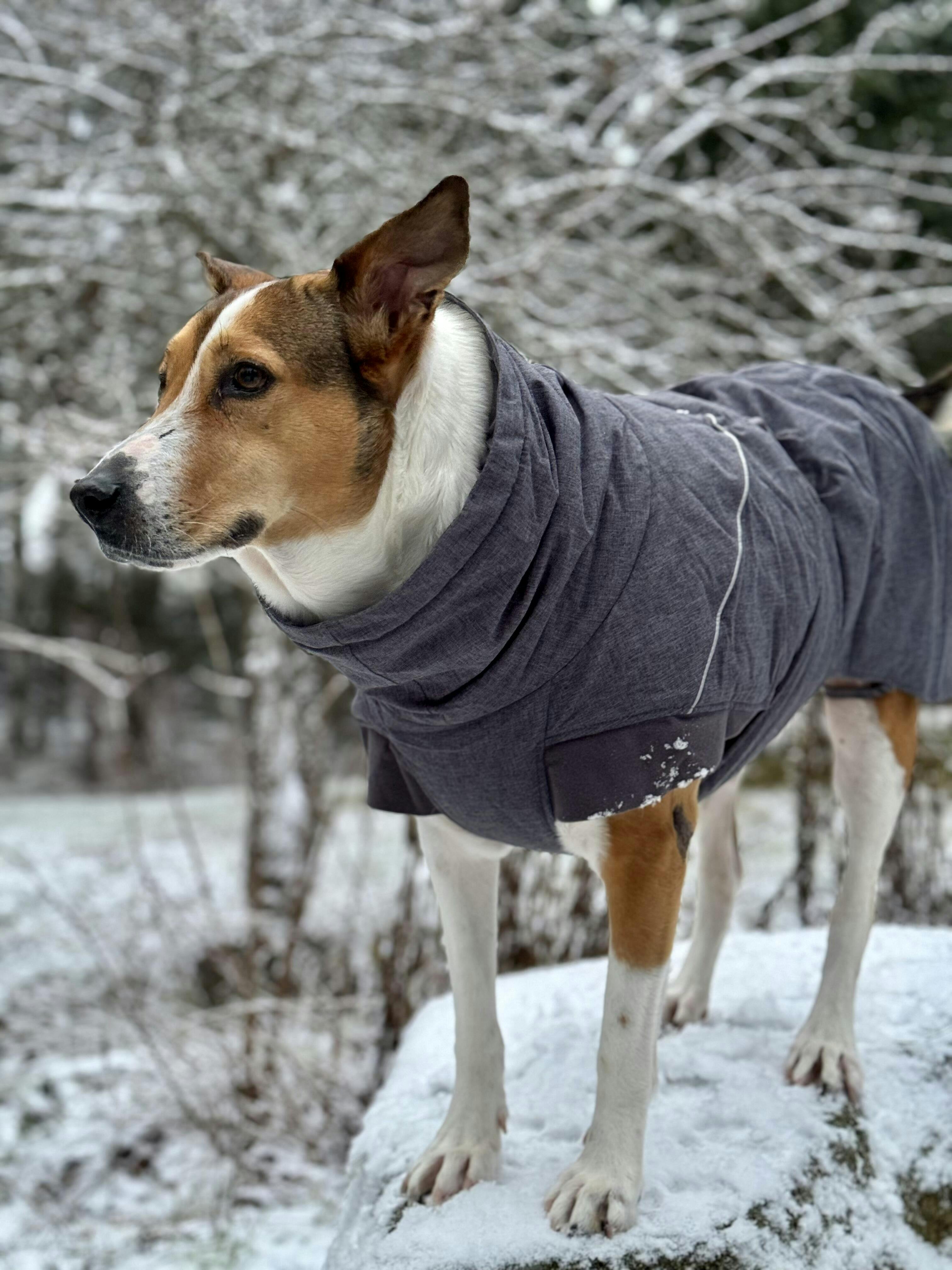 Expedition Parka winter coat for dogs